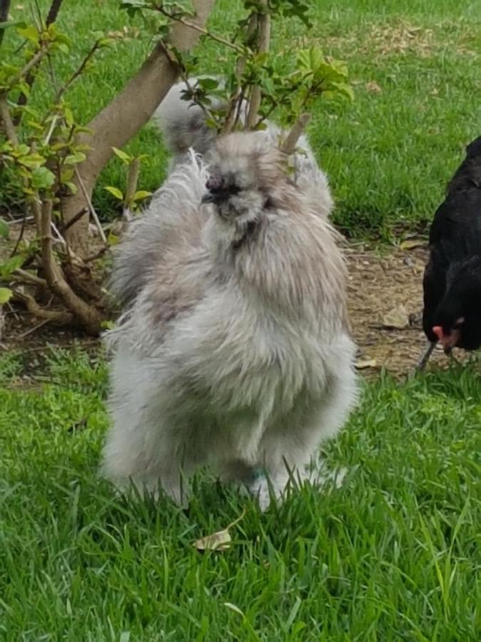 Finca La Gallina Blanca Alhaurin el Grande Bagian luar foto